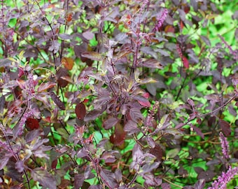 200 Purple Krishna Tulsi HOLY BASIL Ocimum Sanctum Tenuiflorum Herb Flower Seeds