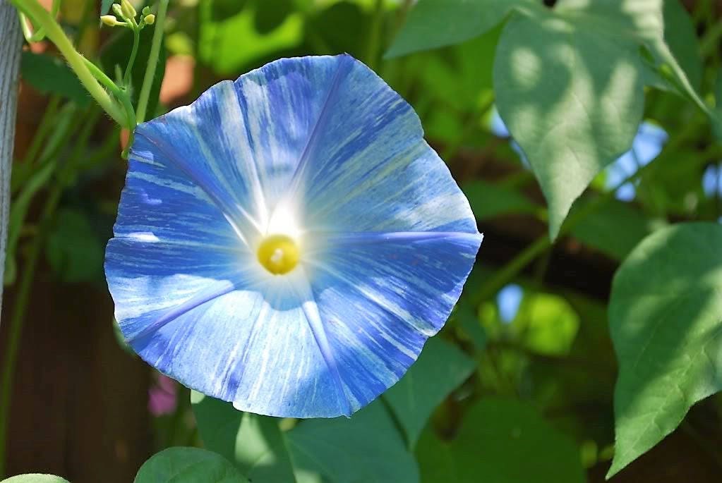 50 Blue & White FLYING Saucers MORNING GLORY Flower Vine Ipomoea ...