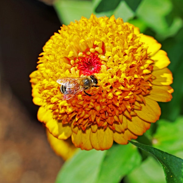 100 Mixed Colors SCABIOSA ZINNIA Elegans  Red, Pink, Purple, Yellow, White, & Orange Flower Seeds