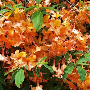Peut inclure: Un groupe dense de fleurs d'azalée orange vif avec des pétales délicats en forme de trompette et de longues étamines fines. Les fleurs sont entremêlées de feuilles vertes ovales, créant un arrangement botanique luxuriant et superposé.