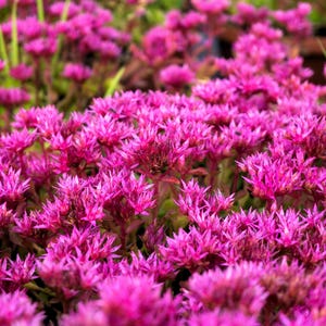 50 PURPLE CARPET SEDUM Spurium Coccineum Groundcover Flower Seeds *Comb S/H