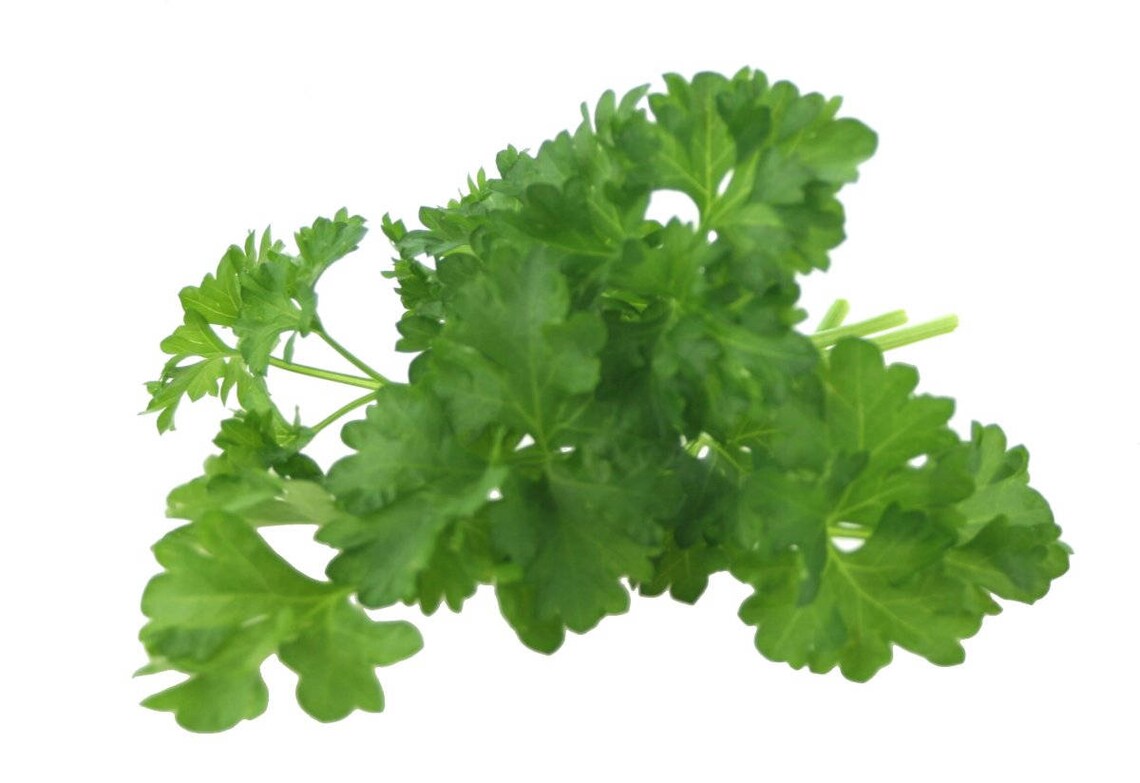 1500 FLAT LEAF PARSLEY Seeds Petroselinum Crispum Plain Single Etsy