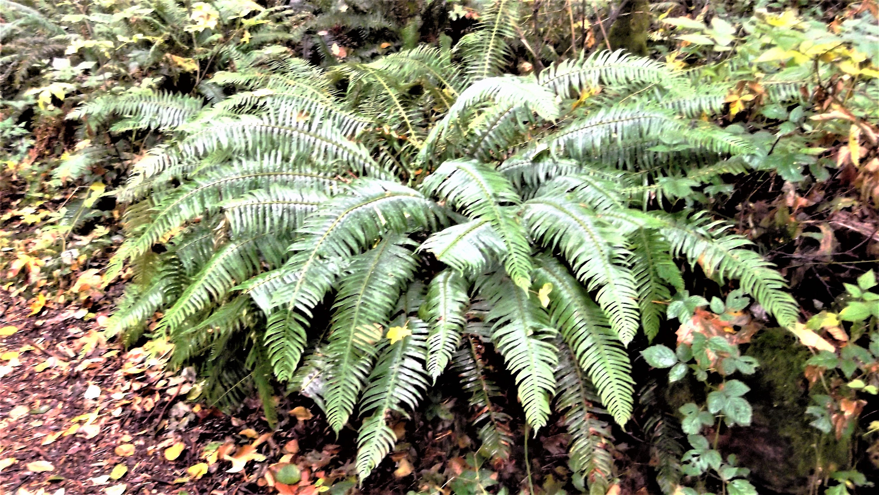 1500 Western SWORD FERN Giant Holly Swordfern Polystichum Munitum
