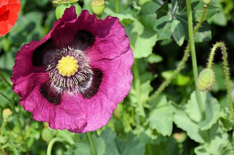 1000 HUNGARIAN BREADSEED POPPY Papaver Somniferum Purple Blue Etsy