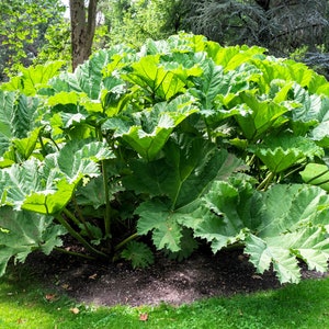 10 GUNNERA MANICATA 6' Leaves Giant Rhubarb Dinosaur Plant Moist Shade Red Flower Seeds image 1