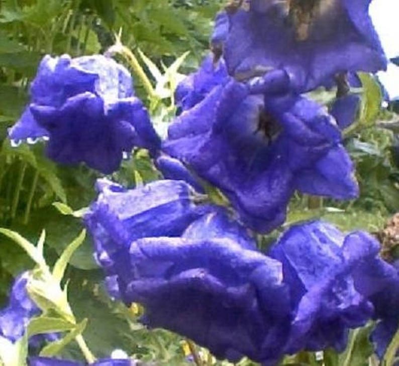 100 MIXED CANTERBURY BELLS Crown Mix Campanula Medium