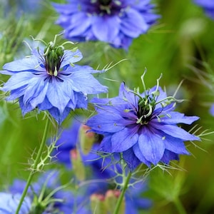 500 LIEFDE IN EEN MIST Miss Jekyll Blue (venkelbloem) Nigella Damascena bloemzaden