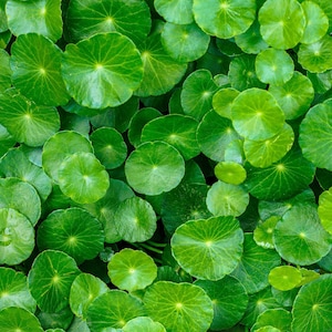 50 graines de centella asiatica comestibles spadeleaf herbe de gotu kola rose