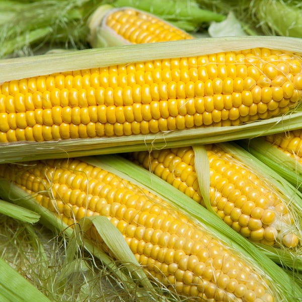 100 IOCHIEF MAÍZ DULCE Amarillo Aas Ganador Zea Mays Semillas Vegetales