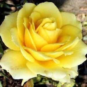 5 YELLOW ROSE Rosa Bush Shrub Perennial Flower Seeds