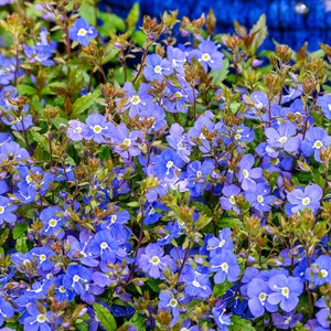 50 CREEPING BLUE SPEEDWELL Veronica Repens Groundcover Flower Seeds Comb S/H image 7