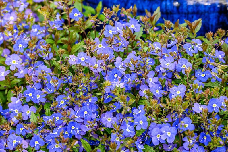 50 CREEPING BLUE SPEEDWELL Veronica Repens Groundcover Flower Seeds Comb S/H image 7