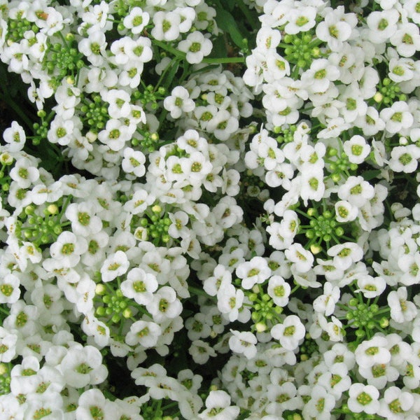 1000 WHITE SWEET ALYSSUM Carpet Of Snow Lobularia Maritima Flower Seeds