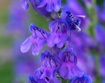 300 Blue ROCKY MOUNTAIN BEARDTONGUE Penstemon Strictus Flower Seeds