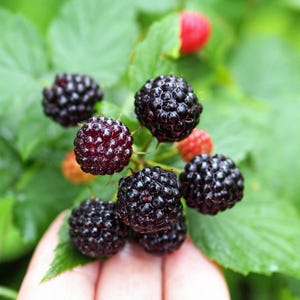 50 BLACK RASPBERRY Rubus Leucodermis Fruit Bush Vine Seeds