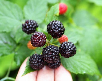 50 BLACK RASPBERRY Rubus Leucodermis Fruit Bush Vine Seeds