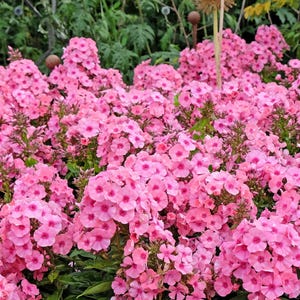 100 PINK DRUMMOND PHLOX Phlox Drummondii Flower Seeds
