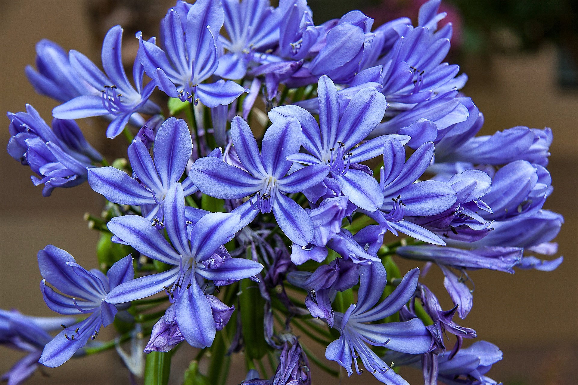 25 BLUE LILY of the NILE Agapanthus Orientalis African