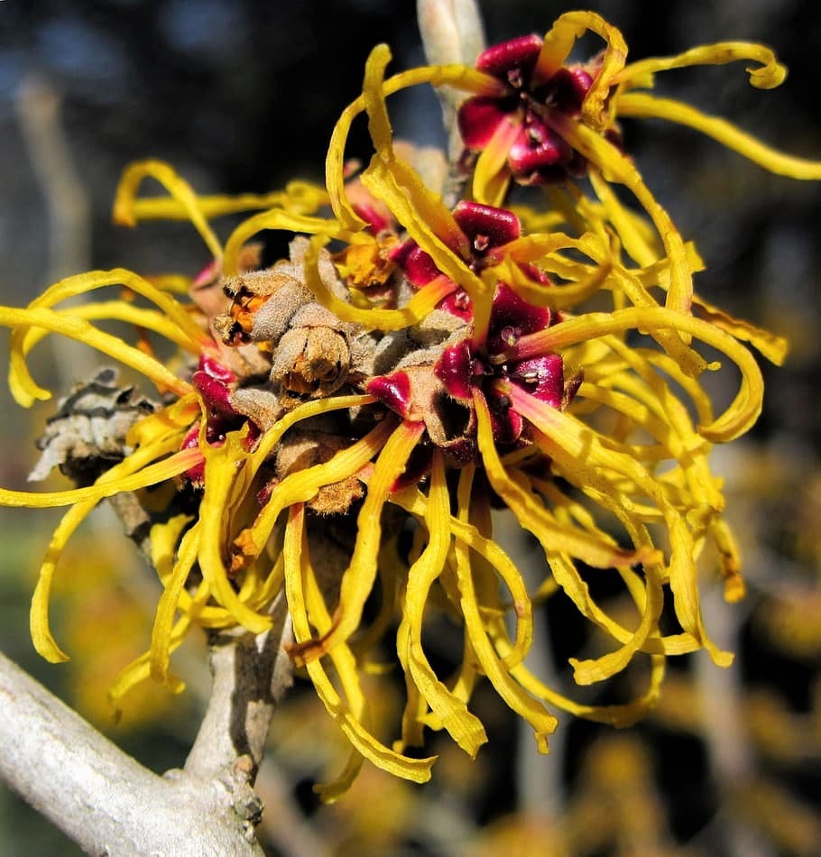 25 American WITCH HAZEL Hamamelis Virginiana Alder Shrub Tree Etsy Canada