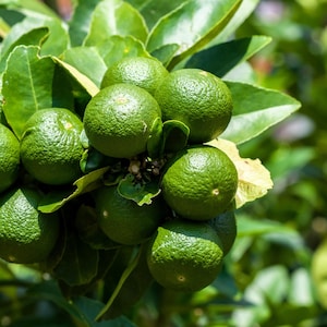 15 KEY LIME Citrus Aurantifolia Fruit Tree Shrub Seeds