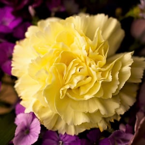 50 YELLOW CARNATION Dianthus Caryophyllus Grenadin Double Flower Seeds *Flat S/H