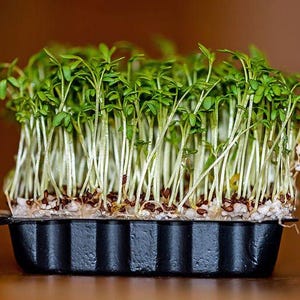 1500 UPLAND CRESS American Land Cress Barbarea Verna Creasy Vegetable Herb Seeds