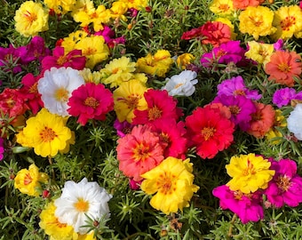 100 Mixed Colors PORTULACA MOSS ROSE Flower Seeds