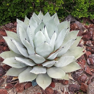5  ARTICHOKE AGAVE Parry&#39;s Huachuca Agave Parryi Huachucensis Century Plant Succulent Cactus Seeds