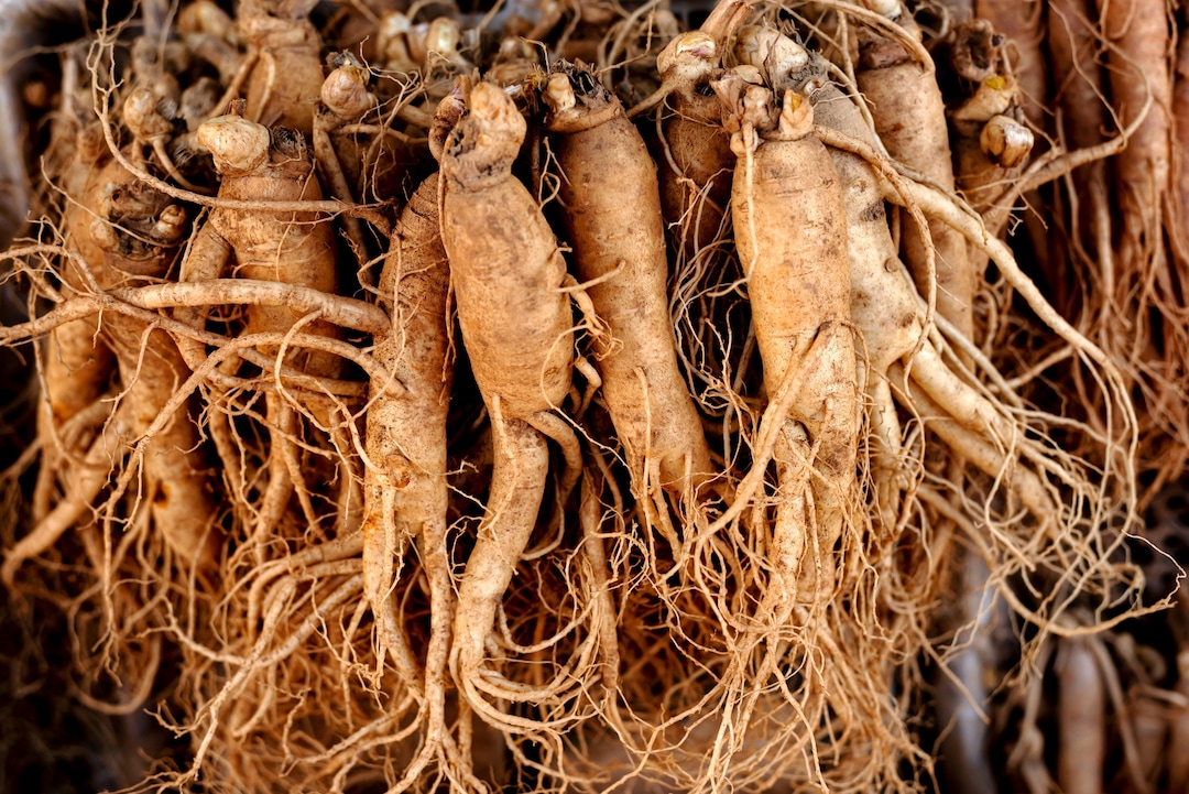 15 Asian KOREAN GINSENG Panax Shade Chinese Herb Seeds - Etsy