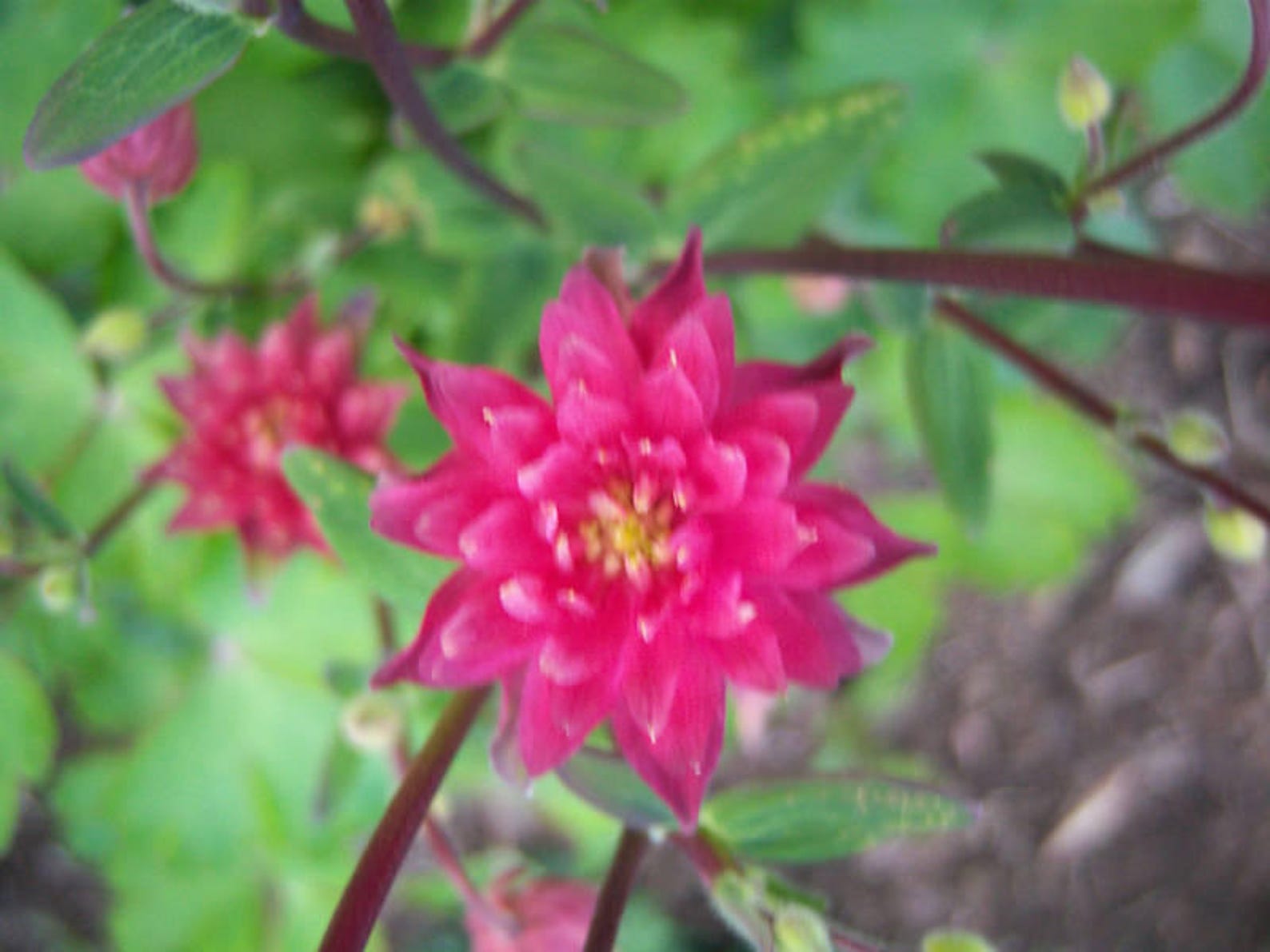 50 Clementine RED DOUBLE COLUMBINE Aquilegia Vulgaris Flower Etsy