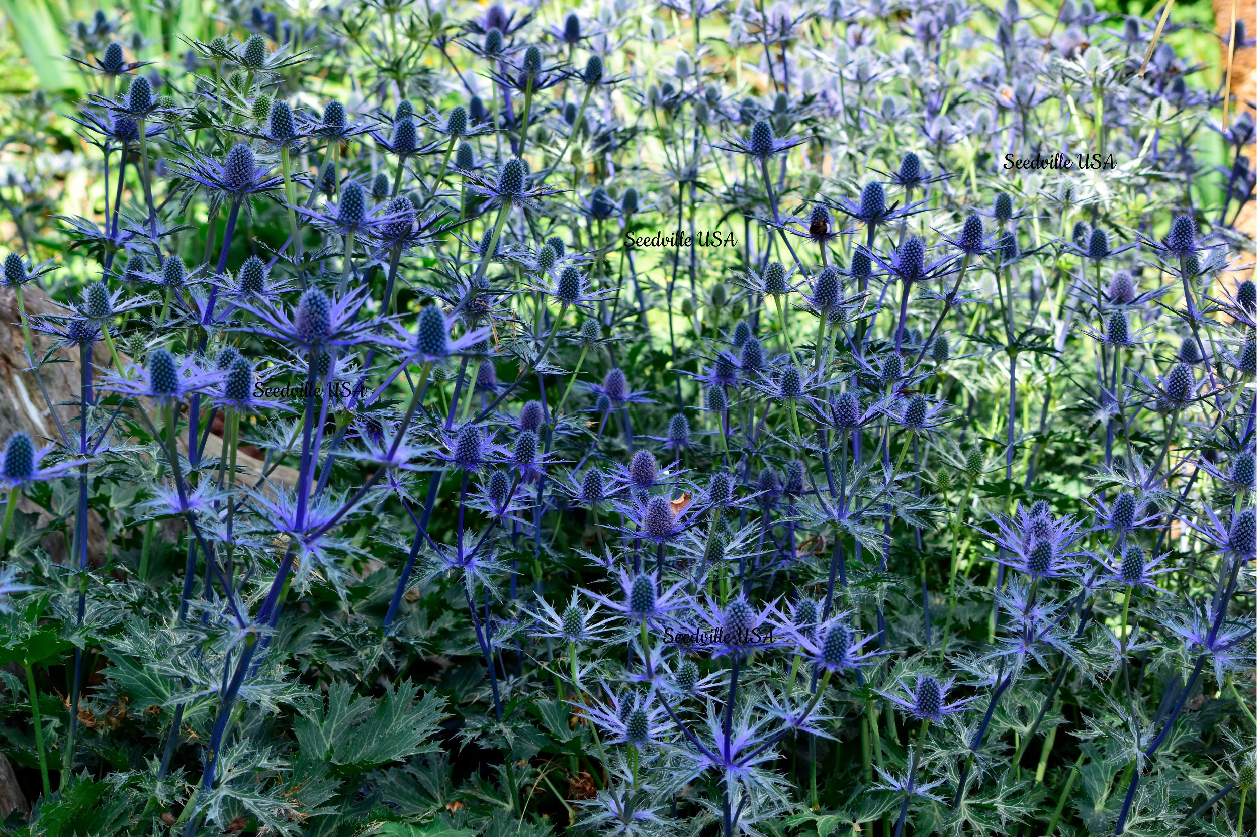 25 BLUE Star SEA HOLLY Eryngium Alpinum Flower Seeds S/H