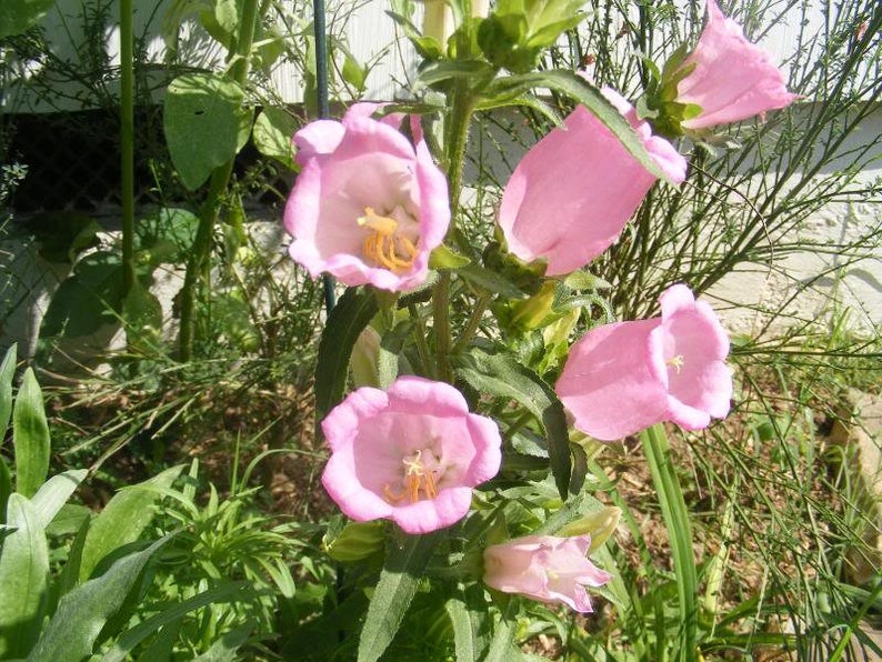 200 Rose Pink CANTERBURY BELLS CAMPANULA Medium Flower