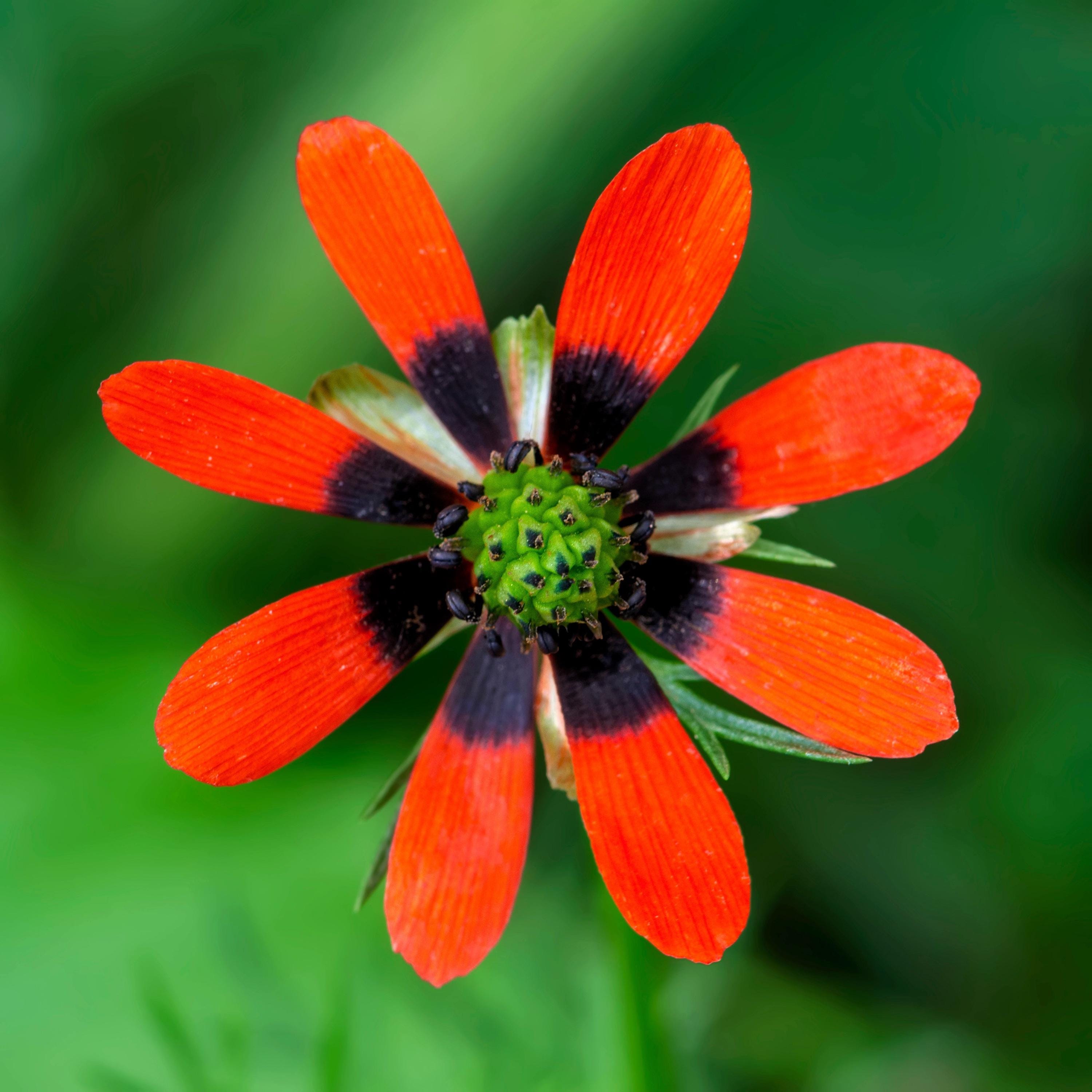 10 ADONIS PHEASANTS EYE Adonis Aestivalis Red & Black Flower Seeds ...