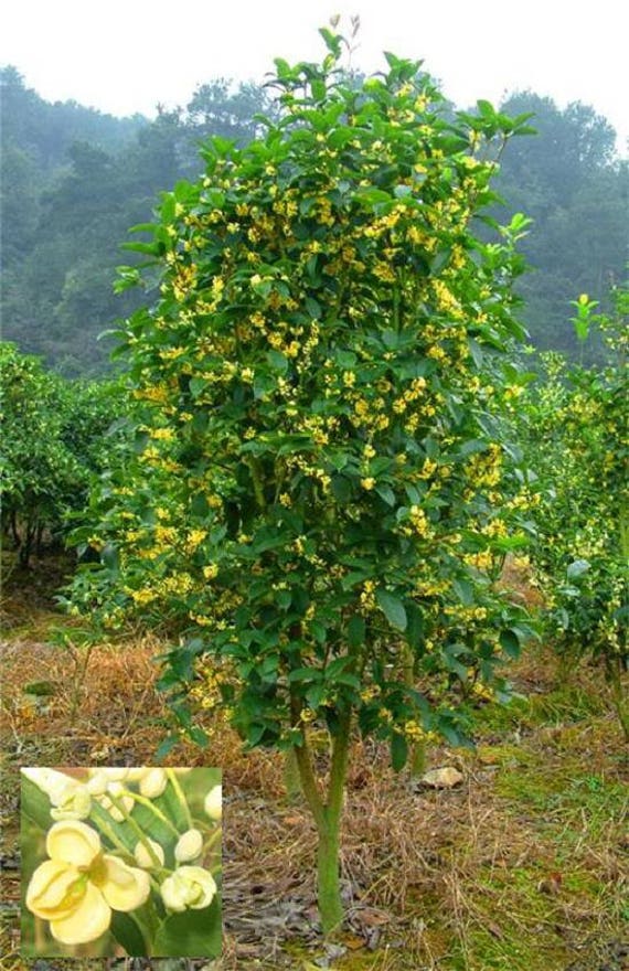 1 NUTMEG TREE Myristica Pala MACE Fruit -