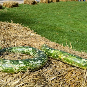 10 flerfärgade hantverksgurkor Lagenaria Siceraria vinstockfrön