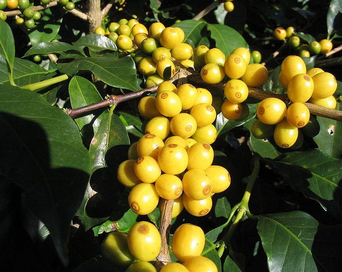 15 ARABICA COFFEE Tree Shrub Seeds - Grow your own coffee! *Combined S/H