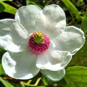 10 OYAMA MAGNOLIA TREE White Pink Flower Pink Pod Sieboldii Siebolds Shrub Seeds
