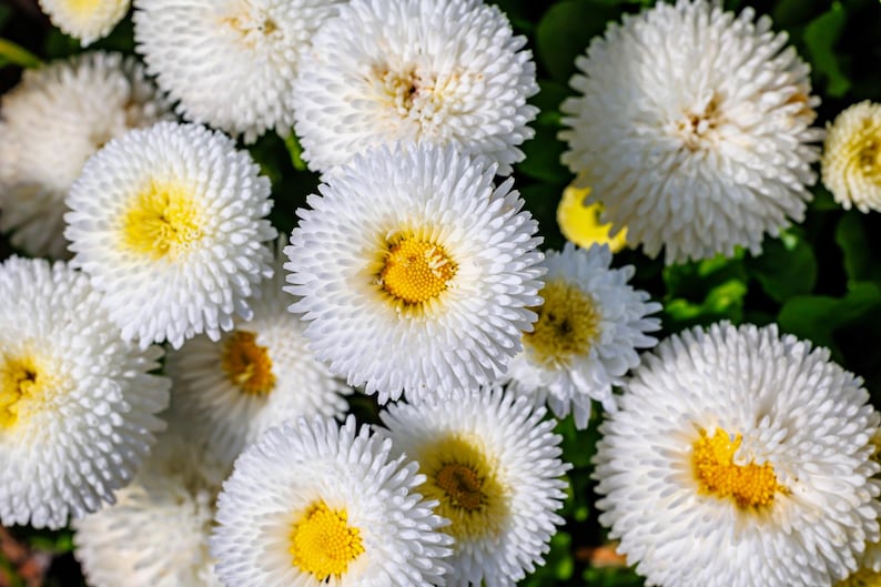 Seedville English Daisy Seeds - Thumbnail 2