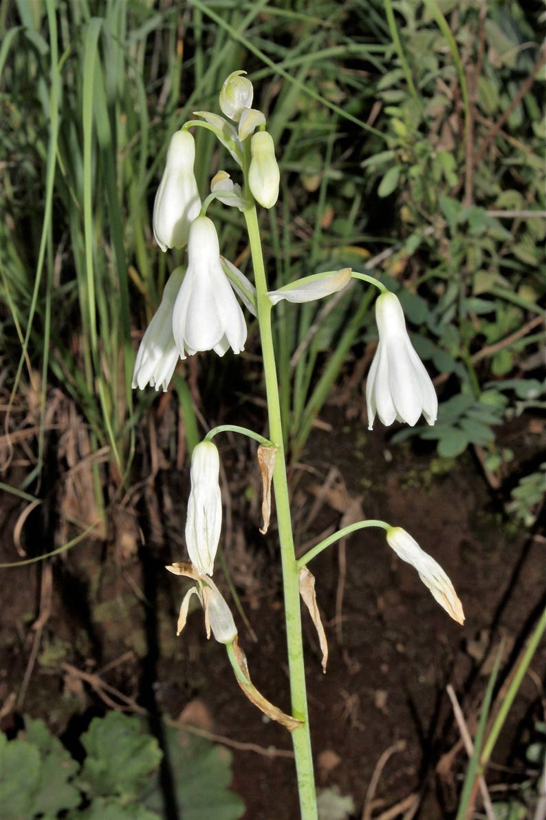 10 WHITE AFRICAN HYACINTH aka Cape or Giant Summer / Spire | Etsy