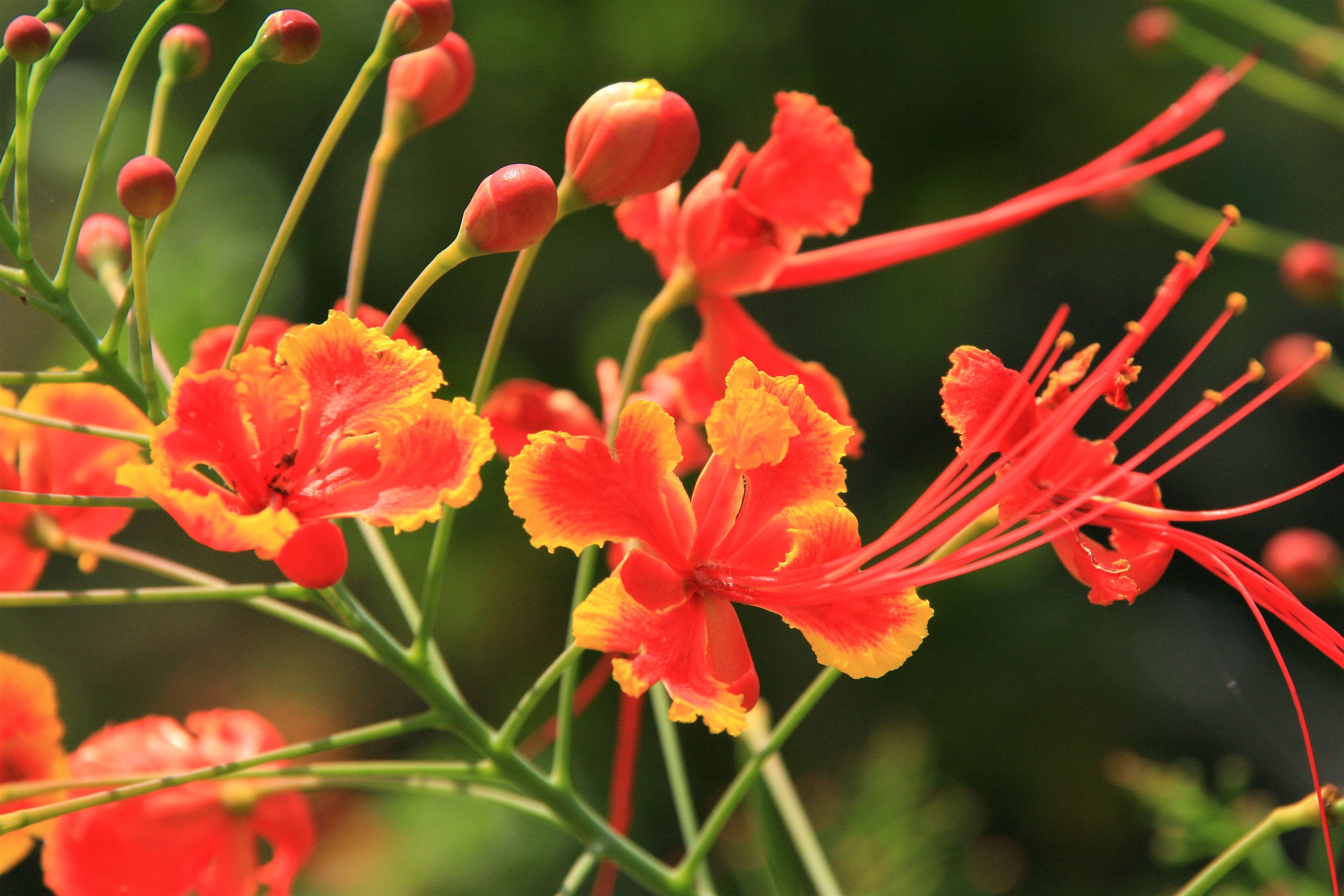 10 RED BIRD Of PARADISE Caesalpinia Pulcherrima aka Pride
