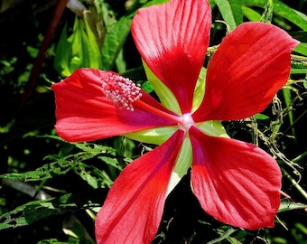 10 Red TEXAS STAR HIBISCUS Coccineus Scarlet Rosemallow Flower Seeds *Flat Shipping