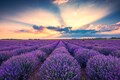 500 True ENGLISH LAVENDER VERA Lavandula Angustifolia Vera Herb Purple Flower Seeds