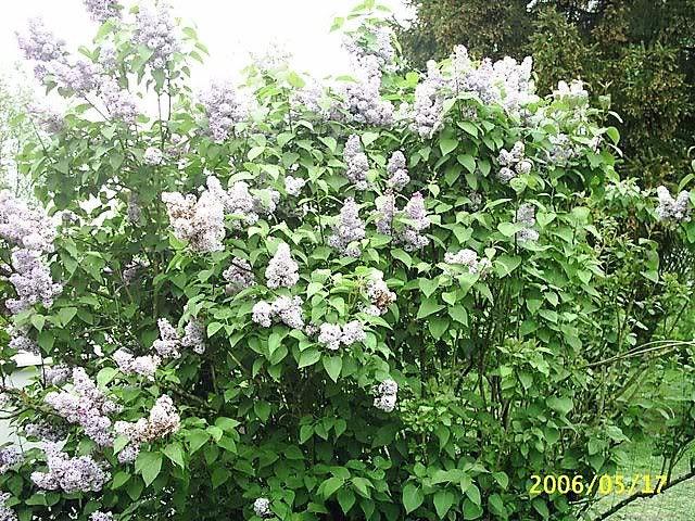 20 ホワイト ツリー ライラック ハチドリの花 香りのよい北京 20 ホワイト ツリー ライラック ハチドリの花 香りのよい北京