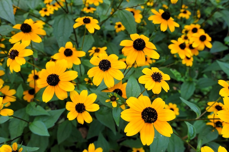 Brown Eyed Susan Rudbeckia Triloba Flower Seeds - Thumbnail 4
