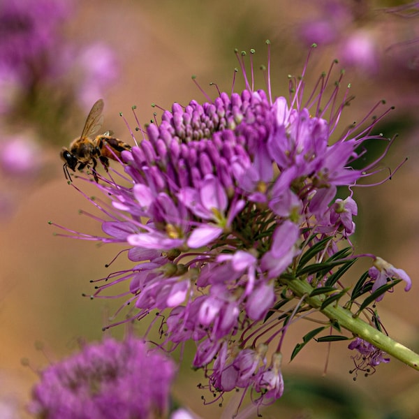 100 Rocky Mountain BEE PLANT Cleome Serrulata Flower Seeds