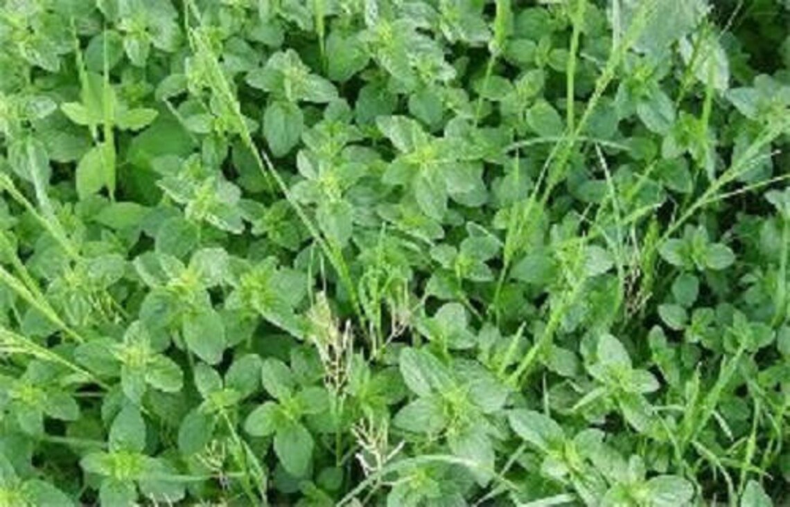 100 Walk On Me CREEPING THYME Thymus Serpyllum Herb Flower Etsy