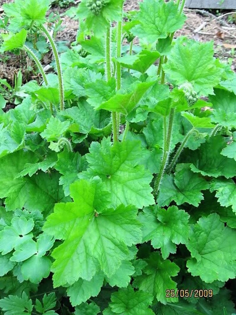 25 FRINGECUP Tellima Grandiflora Odorata Bigflower Fringe Cup Pink Flower Seeds image 8