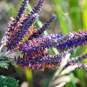 100 Purple LEAD PLANT Amorpha Canescens Wild Tea Downy Indigo Native Flower Seeds