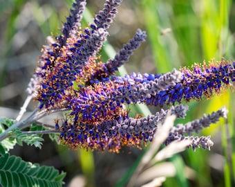 100 Purple LEAD PLANT Amorpha Canescens Wild Tea Downy Indigo Native Flower Seeds