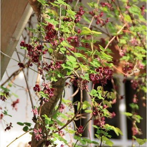 15 CHOCOLATE VINE Edible Fruit Akebia Trifoliata Flower Ornamental Climber Seeds image 6